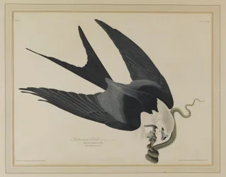 Nibbio codadirondine