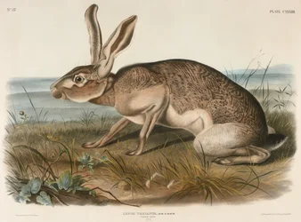 Lepre texana (Lepus Texianus), 1848