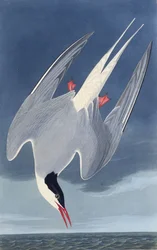 La sterna artica. Da Gli uccelli d