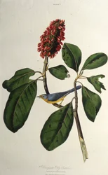 La parula del Canada. Da Gli uccelli d