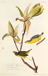 Il warbler del Kentucky. Da Gli uccelli d