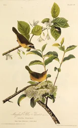 Il Maryland Yellowthroat. Da Gli Uccelli d