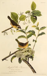Il Maryland Yellowthroat. Da Gli uccelli d