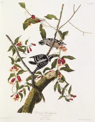 Il picchio villoso. Da Gli uccelli d