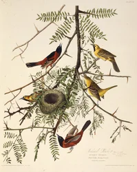Il rigogolo del frutteto. Da Gli Uccelli d
