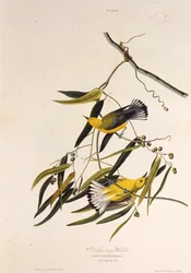 Il parulide prothonotary. Da Gli uccelli d