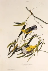 Il parulide prothonotary. Da The Birds of America, 1827-1838