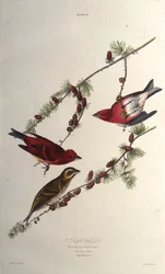 Il fringuello purpureo. Da Gli uccelli d