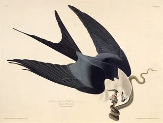 Il nibbio codadirondine. Da Gli uccelli d
