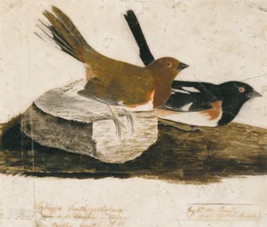 Zigolo di mare