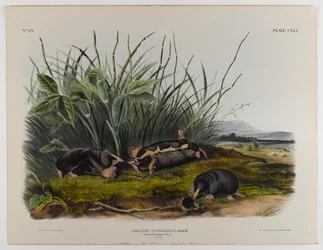 Talpa-toporagno di Townsend