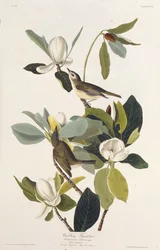 Warbling Flycatcher. Da The Birds of America