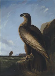 Aquila di mare di Washington