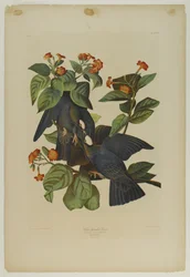 Piccione dalla testa bianca