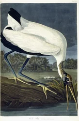 Ibis del legno, 1834