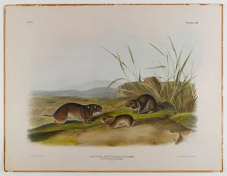 Topo di prato dalle guance gialle