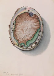 Abalone dalle labbra verdi, Haliotis laevigata