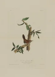 Lo scricciolo codalunga di Bewick, da Birds of America, inciso da Robert Havell (1793-1878)