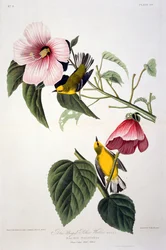 Parula dalle ali blu, da Uccelli d