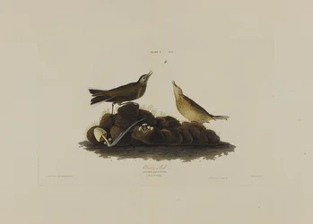 Allodola bruna, da Uccelli d