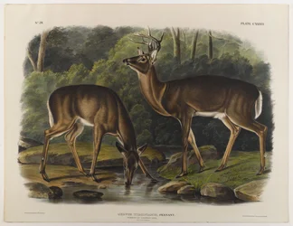 Cervo comune o della Virginia, inciso da John T. Bowen (1801-c.1856) 1848