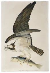 Falco pescatore o Osprey, litografia di Julius Bien, 1860