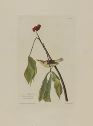 Tordo acquaiolo della Louisiana, da Uccelli d
