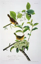 La gola gialla del Maryland, da Birds of America, inciso da Robert Havell (1793-1878)
