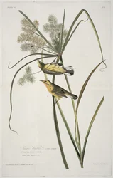 Parula delle praterie, da Uccelli d