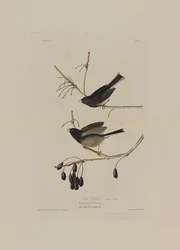 Uccello della neve, da Birds of America, inciso da Robert Havell (1793-1878)