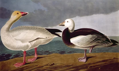 Oca delle nevi, da Birds of America, inciso da Robert Havell (1793-1878) 1837