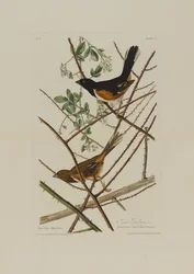 Towhe Bunting, da Uccelli d