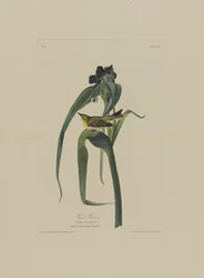 Vireo di Viger, da Uccelli d