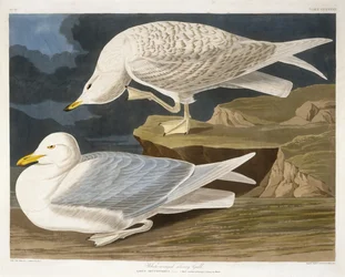 Gabbiano argentato dalle ali bianche, inciso da Robert Havell, Jr., 1835 (incisione colorata a mano)