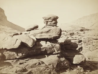 Arenaria erosa, Kanab Canyon (Utah)