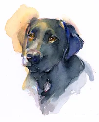 Labrador nero, 2017