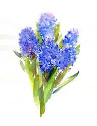 Giacinto blu
