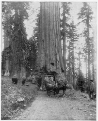Strada che attraversa una sequoia gigante, Mariposa Grove, Wawona, California, fine XIX secolo