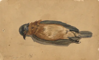 Uccello Morto