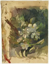 Fiori di melo alla luce del sole