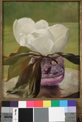 Fioritura di Magnolia