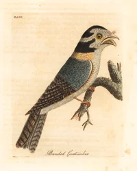 Aegotheles cristatus o Podargus strigoides? Incisione colorata a mano disegnata e incisa da John Latham dal suo A General History of Birds, Winchester