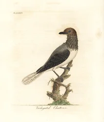 Uccello campana barbuto, Procnias averano (ciarliero variegato, Ampelis variegata). Incisione su rame colorata a mano, disegnata e incisa da John Latham dalla sua A General History of Birds, Winchester