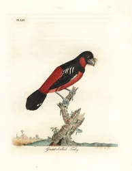 Beccolargo nero e rosso, Cymbirhynchus macrorhynchos (todì dal becco grande, Todus nasutus). Incisione su rame colorata a mano, disegnata e incisa da John Latham dalla sua A General History of Birds, Winchester