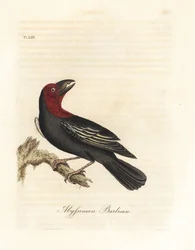 Barbuto dal becco nero, Lybius guifsobalito (barbicano abissino, Bucco saltii). Lastra di rame colorata a mano, disegnata e incisa da John Latham dalla sua A General History of Birds, Winchester