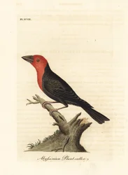 Barbuto dal becco nero, Lybius guifsobalito (tagliapiante abissino, Loxia tridactyla). Lastra di rame colorata a mano, disegnata e incisa da John Latham dalla sua A General History of Birds, Winchester