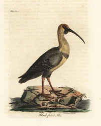 Ibis faccianera, Theristicus melanopis. Incisione colorata a mano tratta da A General History of Birds di John Latham, Winchester