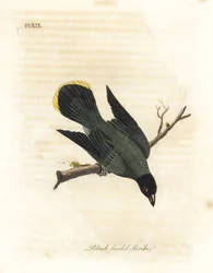 Bulbul dalla testa nera, Pycnonotus atriceps. Incisione colorata a mano disegnata e incisa da John Latham dal suo A General History of Birds, Winchester