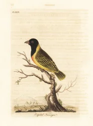 Tessitore dal collare giallo e testa nera, Ploceus melanocephalus capitalis (Capital tanager, Tanagra capitalis). Incisione a mano colorata disegnata e incisa da John Latham dal suo libro A General History of Birds, Winchester
