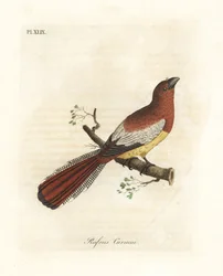 Trogone golanera, Trogon rufus, femmina (curucui rossiccio, Trogon rufus). Copiato dall